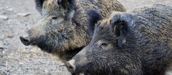 Свиньи - Sputnik Литва