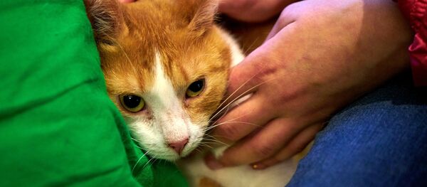 День раздачи бездомных рыжих котов в Котокафе Республика Кошек в Санкт-Петербурге День раздачи бездомных рыжих котов в Котокафе Республика Кошек в Санкт-Петербурге - Sputnik Lietuva
