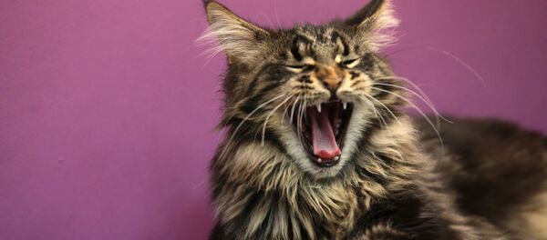 Кот-кафе Республика кошек в Санкт-Петербурге - Sputnik Литва