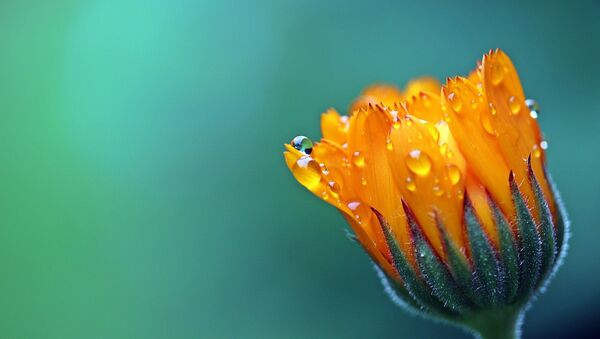 Капли воды на цветке - Sputnik Lietuva