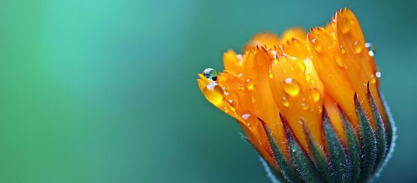 Капли воды на цветке, архивное фото - Sputnik Литва