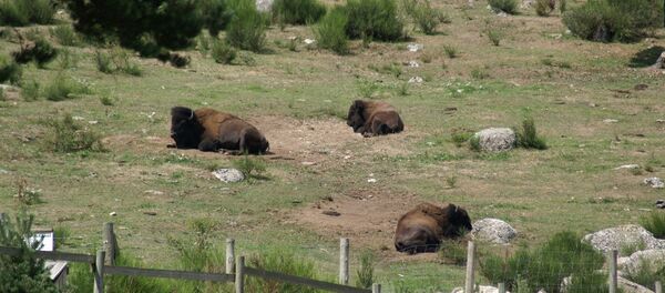 Зубры Зубры - Sputnik Lietuva