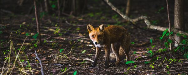 Лиса в лесу, архивное фото - Sputnik Литва