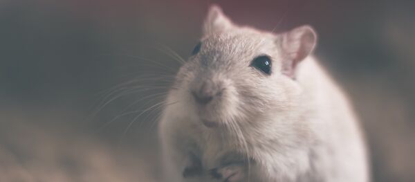 Мышь-подозревака - Sputnik Литва