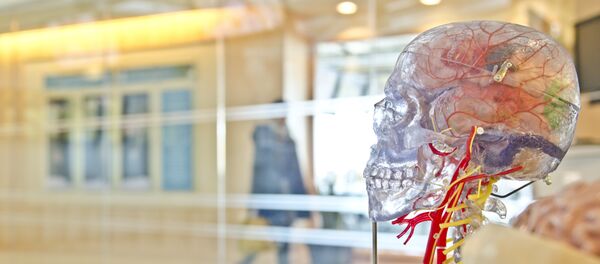 Žmogaus galva Žmogaus galva - Sputnik Lietuva