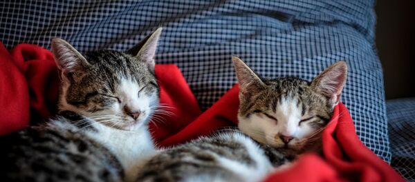 Два спящих кота - Sputnik Lietuva