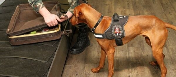 Поисковая собака пограничников - Sputnik Литва