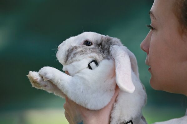 Кролик - Sputnik Литва