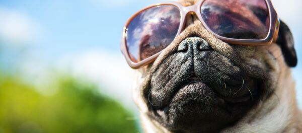 Мопс в солнечных очках Мопс в солнечных очках - Sputnik Литва