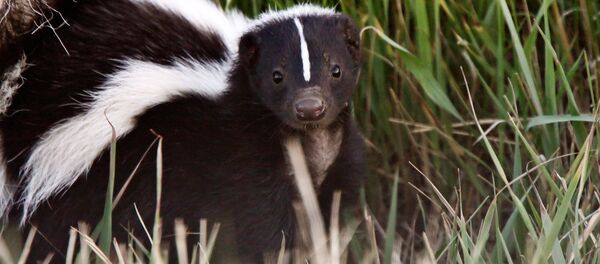 Скунс - Sputnik Литва