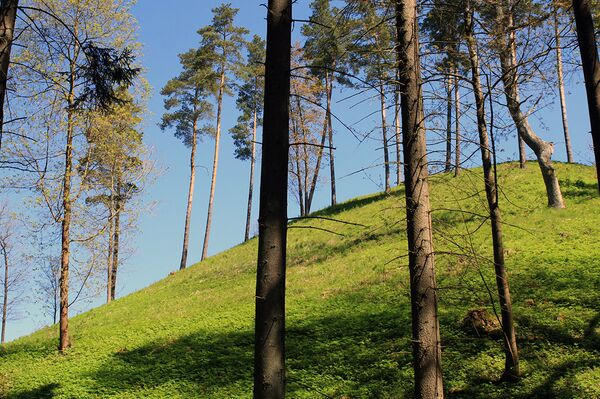 Северный склон пилякальниса в Стирняй Северный склон пилякальниса в Стирняй - Sputnik Литва