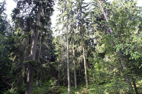 На склонах Ямы чертей растут ели - Sputnik Литва