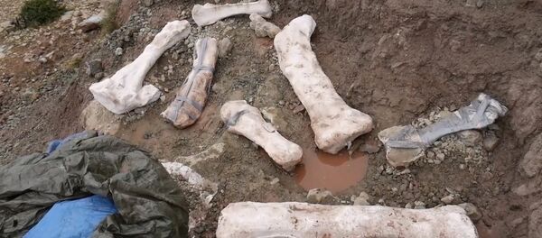 В Испании нашли останки травоядного динозавра В Испании нашли останки травоядного динозавра - Sputnik Lietuva