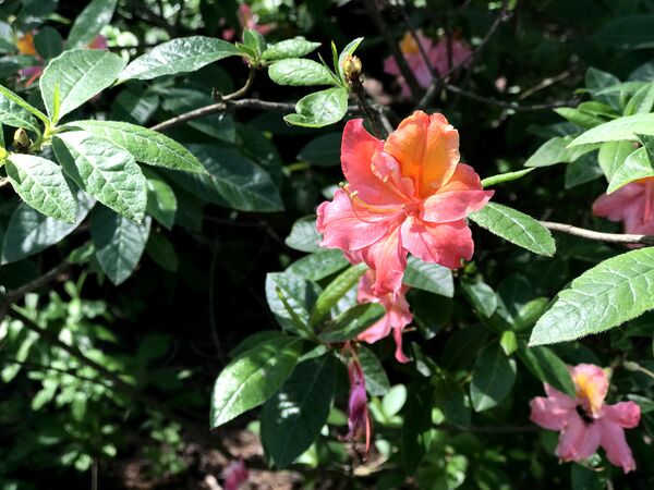 Куст розовых рододендронов - мечта любого садовода - Sputnik Lietuva