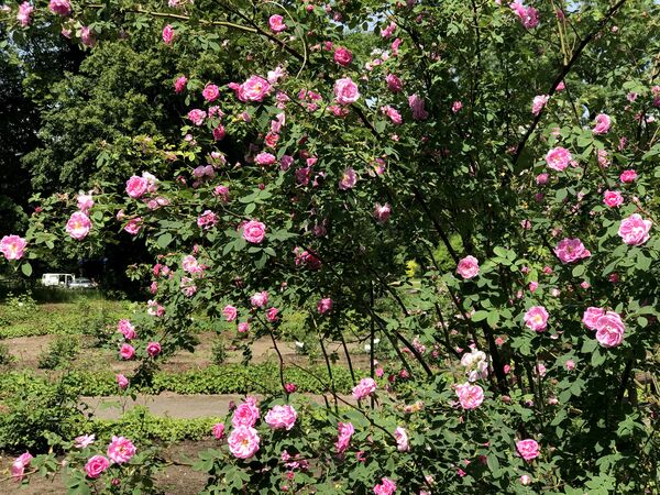 Розовые английские розы никого не оставят равнодушным - Sputnik Lietuva