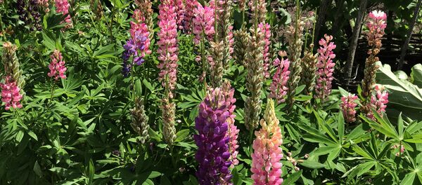 Синий люпин можно увидеть на многих диких лугах и полях, но здесь есть редкие розовые люпины Синий люпин можно увидеть на многих диких лугах и полях, но здесь есть редкие розовые люпины - Sputnik Lietuva