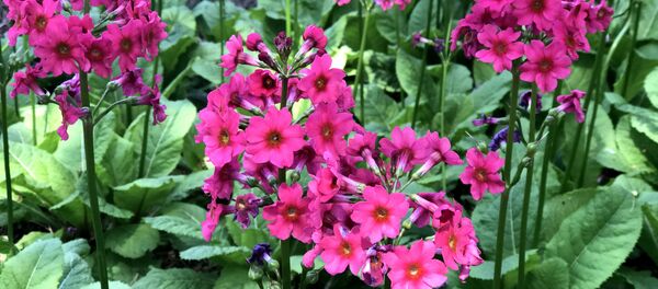 Яркая клумба с японскими примулами находится у входа в японскую часть сада Яркая клумба с японскими примулами находится у входа в японскую часть сада - Sputnik Литва