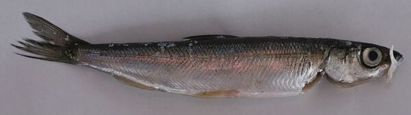 Рябушка Рябушка - Sputnik Lietuva