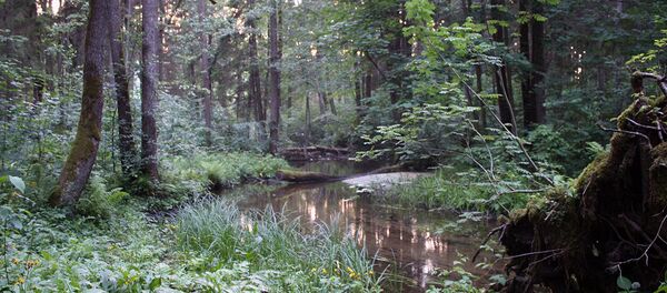 На поиски цветка папоротника отправляются в лес - Sputnik Литва