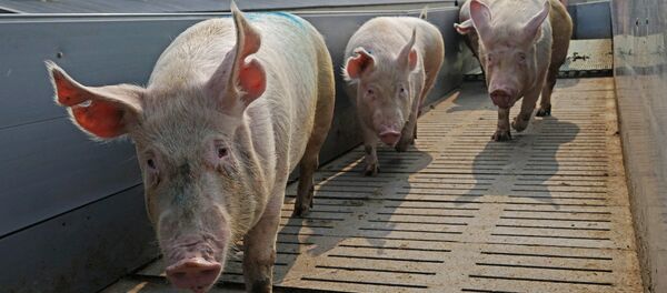 ООО Прибалийская мясная компания три, архивное фото - Sputnik Литва