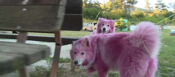 Найденные в лесу под Геленджиком розовые собаки играли и ластились после спасения - Sputnik Литва