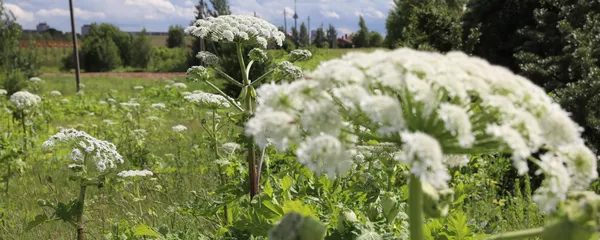 Борщевик в Вильнюсе - Sputnik Lietuva