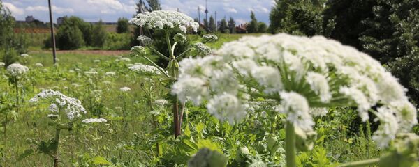 Борщевик в Вильнюсе - Sputnik Литва