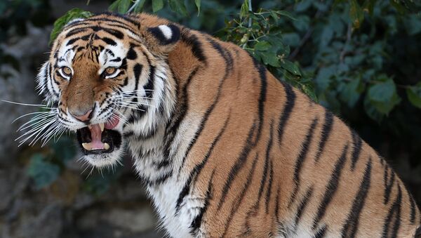 Амурский тигр стал новым питомцем Московского зоопарка - Sputnik Литва