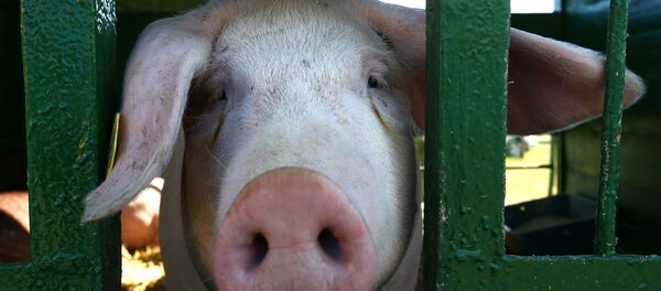 Kiaulė Kiaulė - Sputnik Lietuva