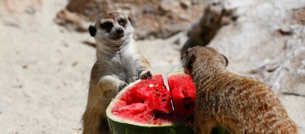 Сурикаты едят замороженный арбуз Сурикаты едят замороженный арбуз - Sputnik Lietuva