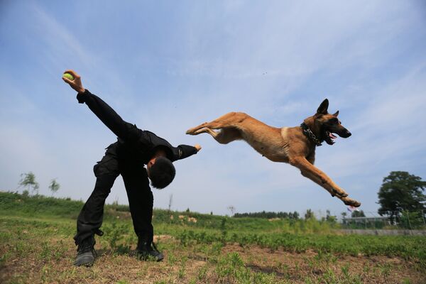 Полицейский тренирует собаку - Sputnik Литва