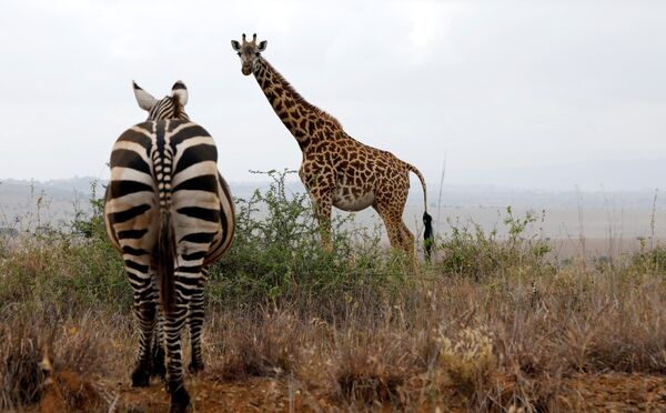 Зебра и жираф пасутся в Национальном парке Найроби - Sputnik Литва
