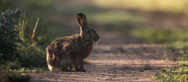 Заяц сидит на дороге в лесу недалеко от деревни Крутиловичи - Sputnik Литва