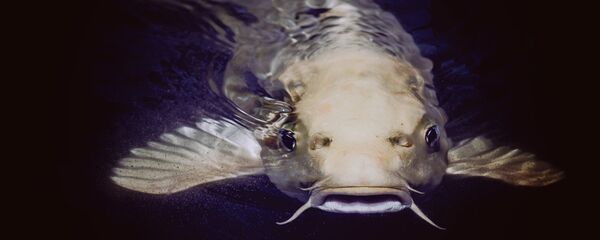 Сом Сом - Sputnik Lietuva