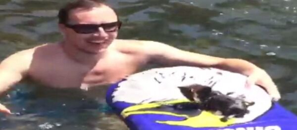 Брошенный на диком пляже котенок прыгнул в воду, чтобы доплыть до людей Брошенный на диком пляже котенок прыгнул в воду, чтобы доплыть до людей - Sputnik Lietuva