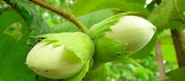 Лесной орех Лесной орех - Sputnik Lietuva