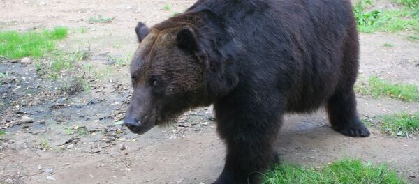 Медведь из заказника Жверинчюс - Sputnik Литва