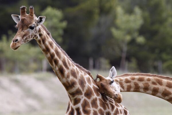 Жирафы развлекаются в африканском заповеднике в Сижане, Франция - Sputnik Литва