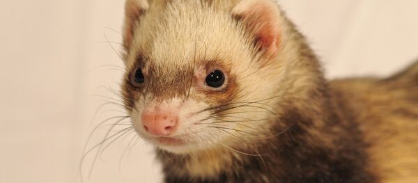 Хорек - Sputnik Литва