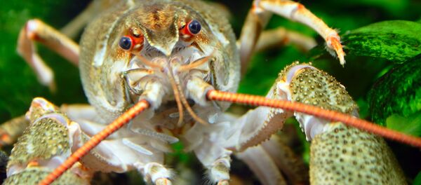 Рак - Sputnik Литва