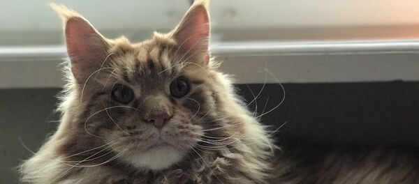 Мейн-кун - Sputnik Литва