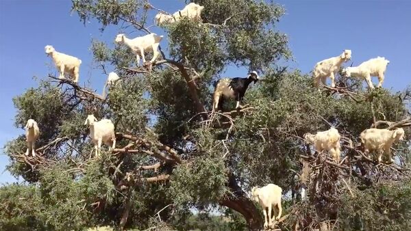 Четвероногие птицы: козы на деревьях в Марокко - Sputnik Литва