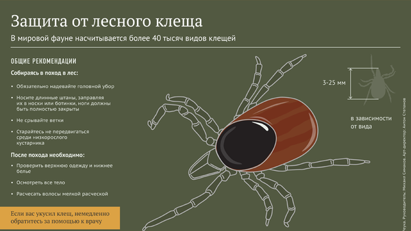 Защита от лесного клеща - Sputnik Литва