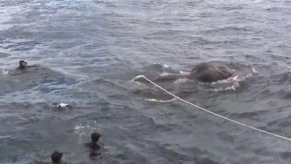 ВМС Шри-Ланки спасли унесенного в море слона - Sputnik Lietuva