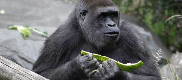 Горилла в зоопарке, архивное фото Горилла в зоопарке, архивное фото - Sputnik Литва