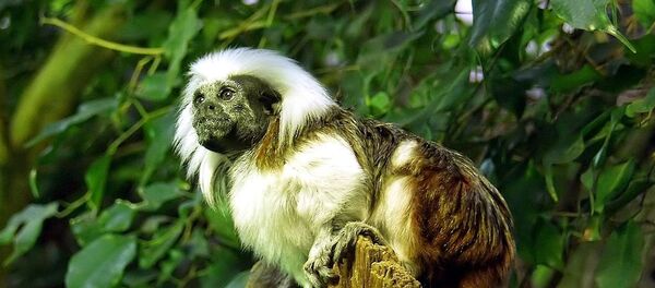 Cottontop Tamarin Cottontop Tamarin - Sputnik Lietuva