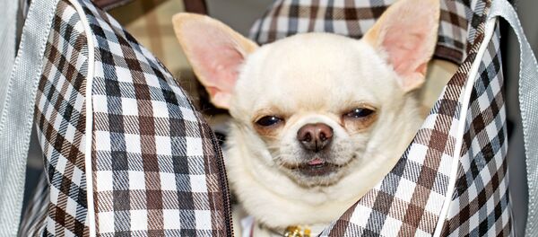 Собака в сумке - Sputnik Lietuva