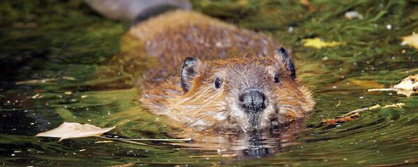 Bebras Bebras - Sputnik Lietuva