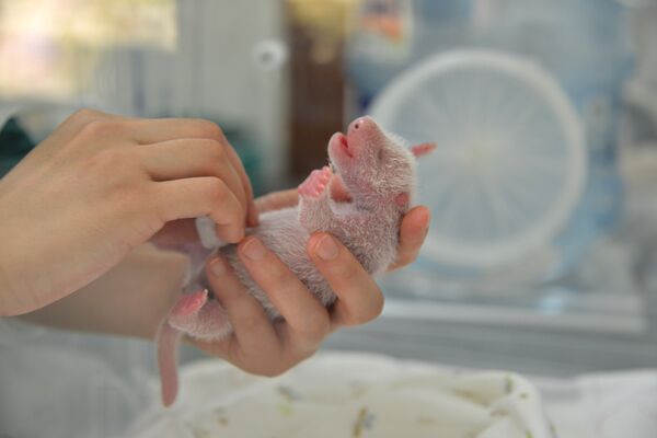 Исследователь держит одного из новорожденных детенышей-панд - Sputnik Литва