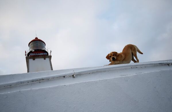 Собака охраняет маяк - Sputnik Литва